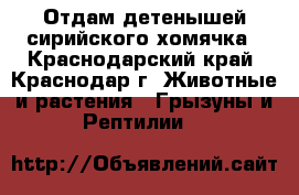 Отдам детенышей сирийского хомячка - Краснодарский край, Краснодар г. Животные и растения » Грызуны и Рептилии   